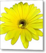 Yellow Daisy Flower By Delynn Addams Metal Print
