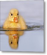 Yellow Duckling In Blue Water Metal Print