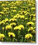 Yellow Field Two Metal Print