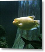 Yellow Fish In Tank Metal Print
