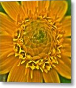 Yellow Flower2 Metal Print