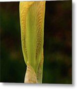 Yellow Iris Bud Metal Print