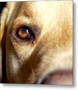 Yellow Labrador Retriever Eye Metal Print