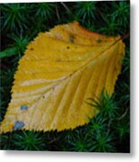 Yellow Leaf Metal Print