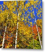 Yellow Leaves Blue Sky Metal Print