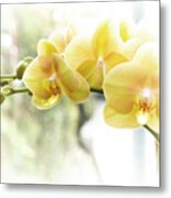 Yellow Moth Orchids In The Sun Metal Print