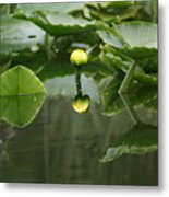 Yellow Pond Lily Metal Print