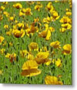 Yellow Poppy Field Metal Print