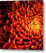 Yellow Red Spider Mums Metal Print