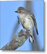 Yellow-rumped Warbler Itch Metal Print