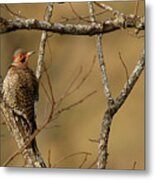 Yellow-shafted Flicker Metal Print