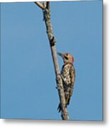 Yellow Shafted Flicker Metal Print