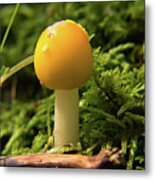 Yellow Species Of Amanita Metal Print