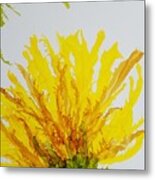 Yellow Spider Mum Metal Print