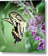 Yellow Swallowtail Metal Print
