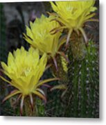 Yellow Torch Cactus Bouquet Metal Print
