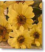 Yellow Toto Lemon Rudbeckia Metal Print