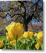 Yellow Tulips In The Public Garden Boston Ma Metal Print