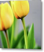 Yellow Tulips Metal Print