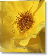 Yellow Wild Rose Metal Print