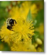 Yellow Wildflower And The Bee Metal Print
