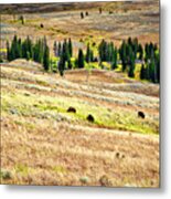 Yellowstone Bison In Autumn Metal Print
