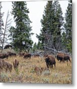 Yellowstone Buffalo Metal Print