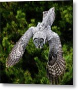 Yellowstone Great Grey Owl Metal Print