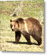 Yellowstone Grizzly Cub 2018 Metal Print