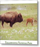 Yellowstone Poster With Bison Metal Print