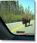 Yellowstone Traffic Can Be Dangerous Metal Print