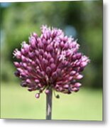 Yorktown Onion Metal Print