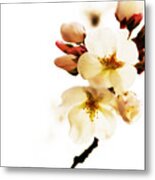 Yoshino Metal Print