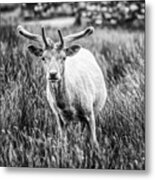 You Looking At Me? Metal Print