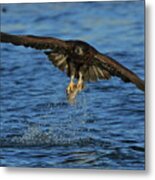 Young Bald Eagle Catching Fish Metal Print