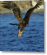 Young Bald Eagle With Fish Metal Print