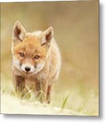 Young Fox Series -  Resistance Is Futile Metal Print