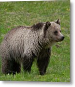 Young Grizzly Metal Print