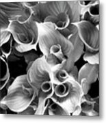 Young Hosta Metal Print