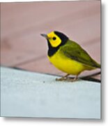 Young Male Hooded Warbler 4 Metal Print
