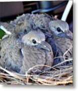 Young Mourning Dove Squab Metal Print