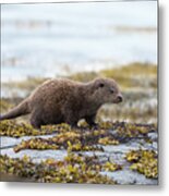 Young Otter Metal Print
