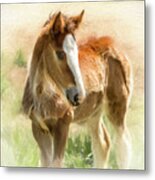 Young Painted Clydesdale Metal Print