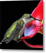 Young Ruby Throated Hummingbird 2 Metal Print