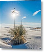 Yucca Sunburst - White Sands National Monument Photograph Metal Print
