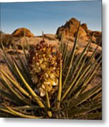 Yucca Bloom Metal Print