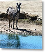 Zebra At The Watering Hole Metal Print