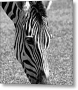 Zebra Portrait Metal Print