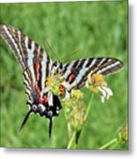 Zebra Swallowtail And Ladybug Metal Print