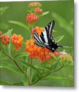 Zebra Swallowtail Butterfly 15264_v1 Metal Print